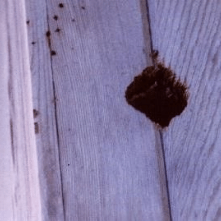 Small Drumming Holes To The Left Of Large Nest or Shelter Hole